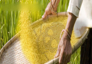 واقعيت هایی تلخ و نگران‌کننده‌ درباره برنج طلایی!