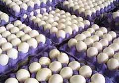 توقیف 2 تن تخم مرغ قاچاق در شاهرود