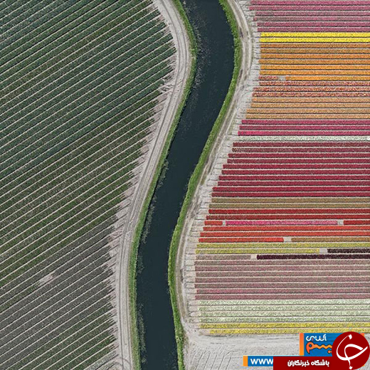 عکس/ دشت های فوق العاده زیبا و منظم لاله در هلند