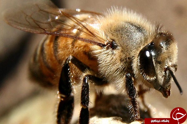 لحظۀ به دنیا آمدن زنبور عسل + فیلم و عکس