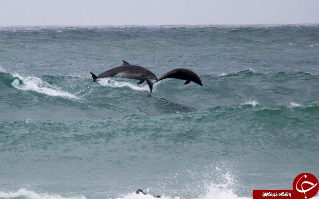 دلفین‌های بازیگوش به دنبال موج‌سواران+ تصاویر