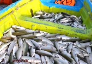 سومین استان غیر ساحلی تولید ماهی در کشور + فیلم