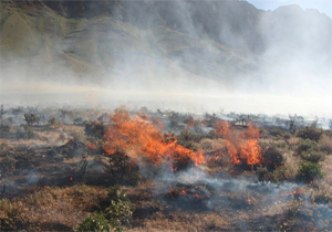 آتش سوزی در مراتع روستای هرچگان