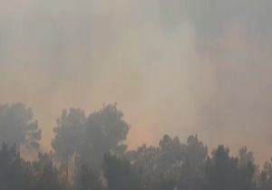 آتش در جنگل‌های شمال شرق پایتخت/دود همه جا را فرا گرفت + فیلم
