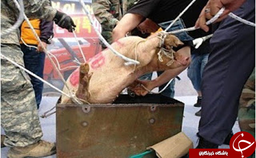 شکنجه حیوانات توسط ارتش اسرائیل