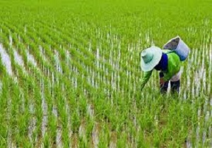 پیش بینی تولید بیش از 2 میلیون تن برنج