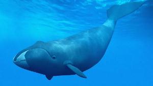 نجات نهنگ با تلاش صیادان