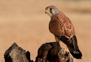 از ابتدای سال؛ تحویل هجدهمین پرنده به اداره محیط زیست شهرستان ترکمن