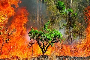 62 هکتار از پارک ملی کرخه طعمه آتش شد