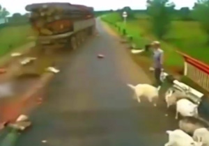 قتل عام گوسفندان زیر چرخ‌های تریلی + فیلم