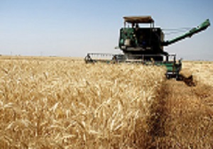 روند افزایشی خرید گندم در استان