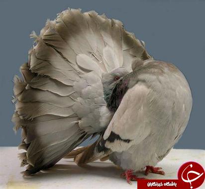 کلکسیونی از گرانبهاترین کبوتران در جهان