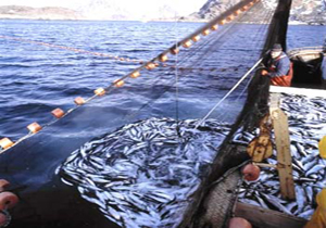 فعالیت ۱۱بندر ماهیگیری در چابهار