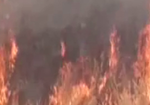چرا کشاورزان زمین‌های کشاورزی را آتش می‌زنند؟! + فیلم