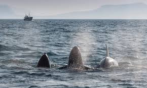 تماشای نهنگ های ایسلند