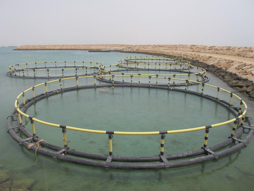 خیز استان بوشهر برای پرورش ماهی در قفس