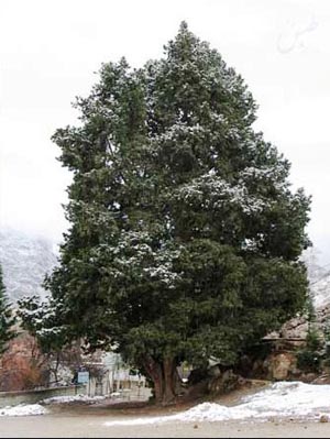 7 درخت کهنسال خراسان جنوبی در فهرست میراث طبیعی به ثبت رسید