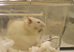 تولید نژاد جدید موش آزمایشگاهی برای اولین بار در کشور