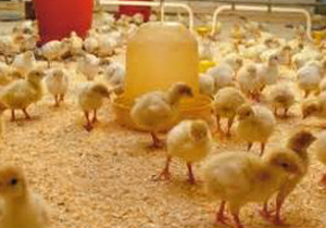 کاهش جوجه‌ریزی مرغ گوشتی در نطنز