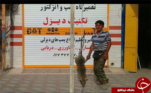 تکذیب خبر شکار موش 27 کیلویی در بوشهر + تصویر