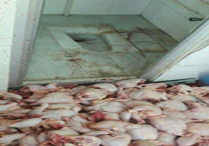 شستشوی مرغ در سرویس بهداشتی تایید شد + فیلم