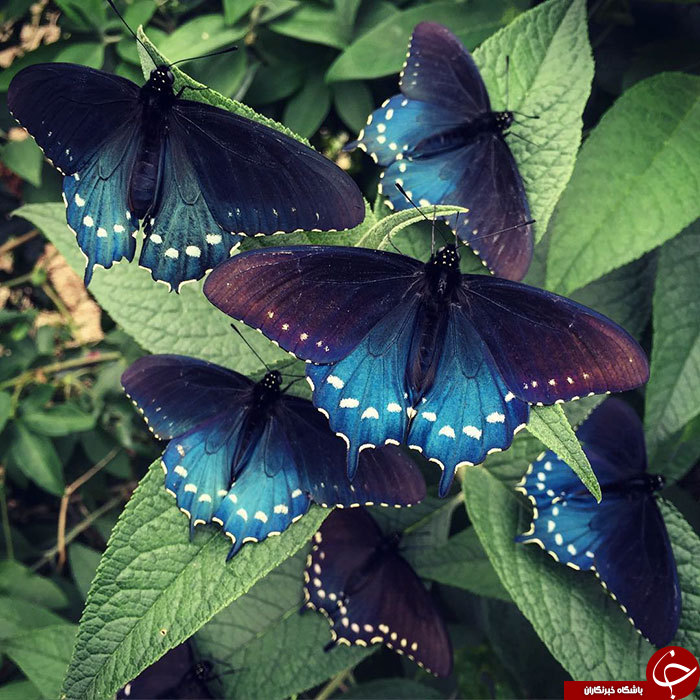 گونه های پروانه نادر +تصاویر