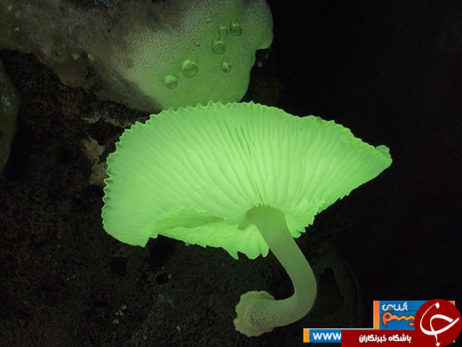 عکس/ گونه‌هایی بی‌نظیر از قارچ‌های غول پیکر