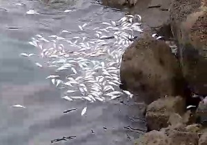 هجوم ماهی‌های مرده به ساحل داغ بندرعباس + فیلم