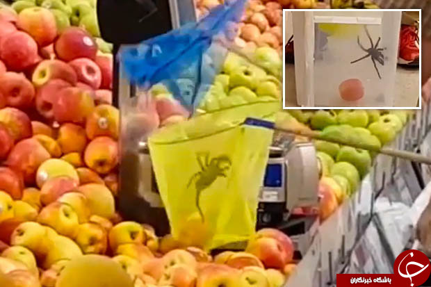 رتِیل غول پیکری که مشتریان یک سوپرمارکت را در سوئد وحشت زده کرد+ تصاویر
