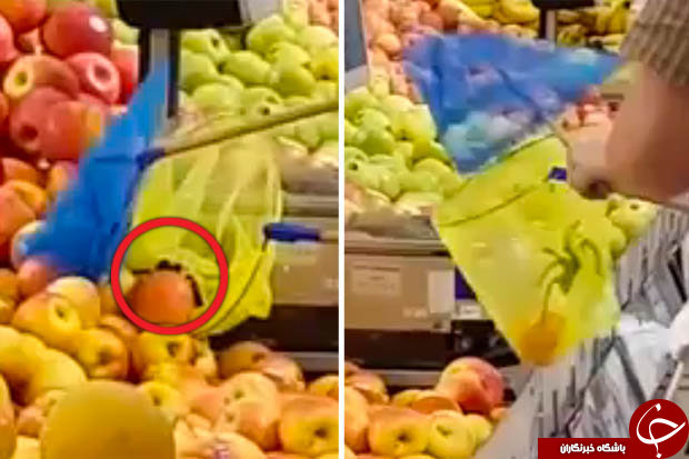 رتِیل غول پیکری که مشتریان یک سوپرمارکت را در سوئد وحشت زده کرد+ تصاویر