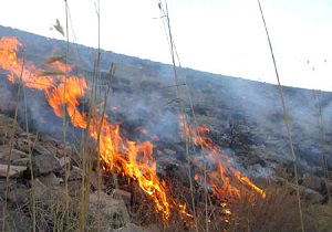 آتش سوزی در گون زارهای تالاب سولقان