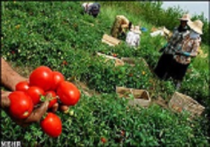 وابستگی بیش از95 درصد صنایع غذایی کشور به کشاورزی