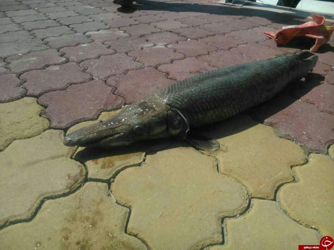 صید ماهی عجیب در دریاچه کیو + تصاویر