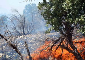 آتش سوزی در جنگل های میلاس لردگان