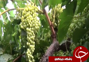 آفت زنجره باغات انگور قزوین را تهدید می‌کند + فیلم