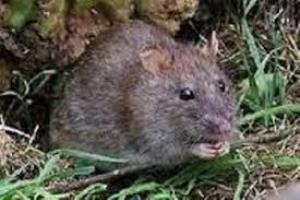 مبارزه با موش ها در مزارع شهرستان کلاله