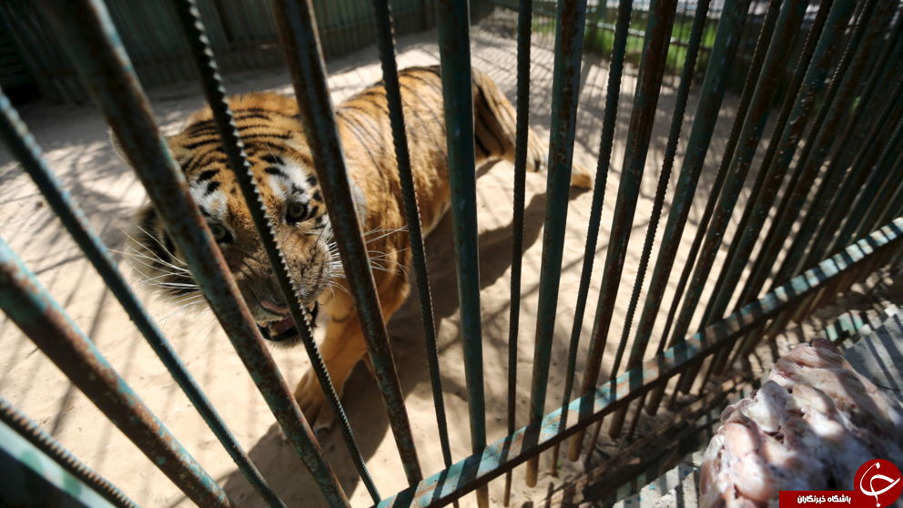 بدترین باغ وحش جهان در نوار غزه تعطیل شد + تصاویر