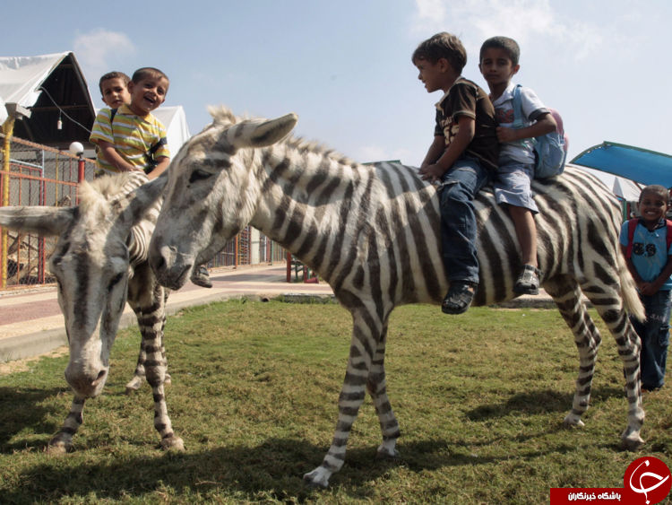 بدترین باغ وحش جهان در نوار غزه تعطیل شد + تصاویر