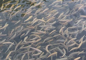 برای نخستین بار 60 هزار قطعه ماهی در سد جغناب کوثر رهاسازی شد