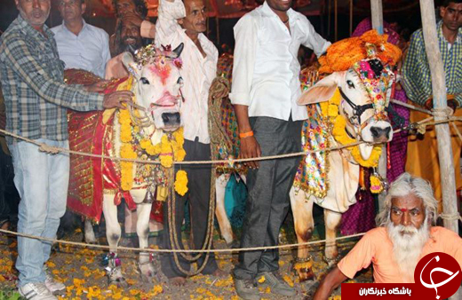تصاویری از مراسم ازدواج گاوها در هندوستان