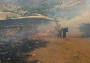 آتش سوزی وسیع در زمین کشاورزی + تصاویر