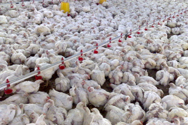 گرانی مرغ در کرمان منشا غیراستانی دارد