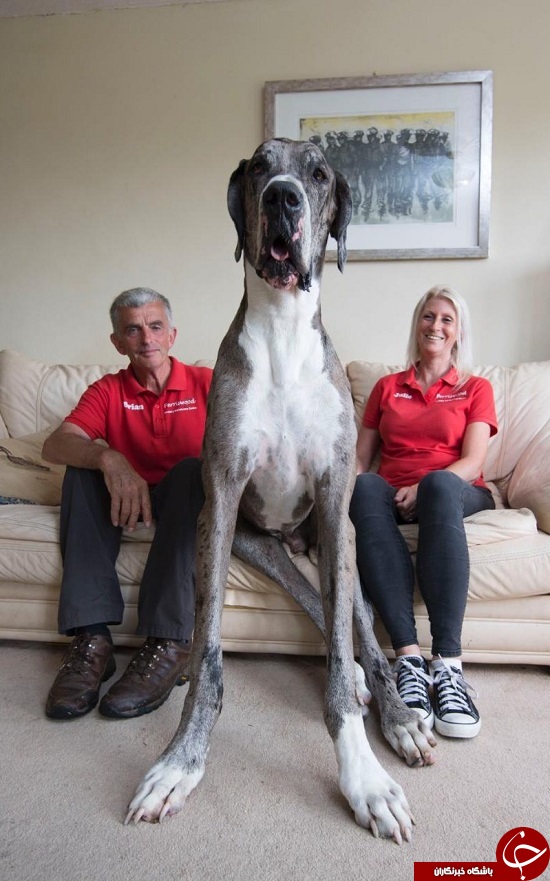این سگ غول‌پیکر ممکن است به عنوان بزرگترین سگ جهان شناخته شود+تصویر