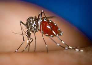 از نبود ویروس زیکا در کشور اطمینان خاطر نسبی داریم