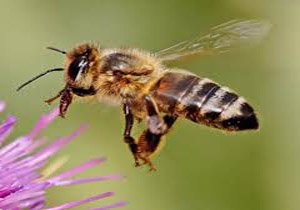 کشف حقیقت شگفت‌ انگیز درباره زنبور عسل