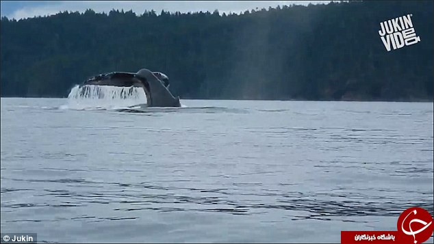 بازی مهیج یک نهنگ مقابل دوربین کایاک سواران/ هیجانی که ناگهان به شوک تبدیل شد+ تصاویر و فیلم