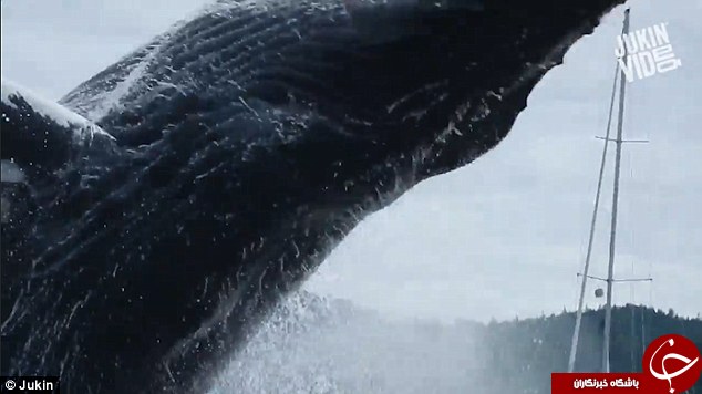 بازی مهیج یک نهنگ مقابل دوربین کایاک سواران/ هیجانی که ناگهان به شوک تبدیل شد+ تصاویر و فیلم