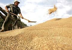صادرات گندم در راه است/ سیلوهای گندم مازاد بر ذخیره تولید است