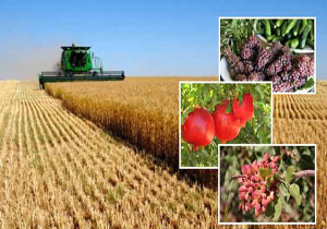 افزایش 200 هزار تنی تولید محصولات کشاورزی