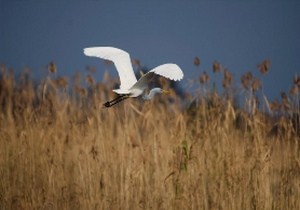 تالاب بوجاق زیستگاهی برای پرندگان مهاجر